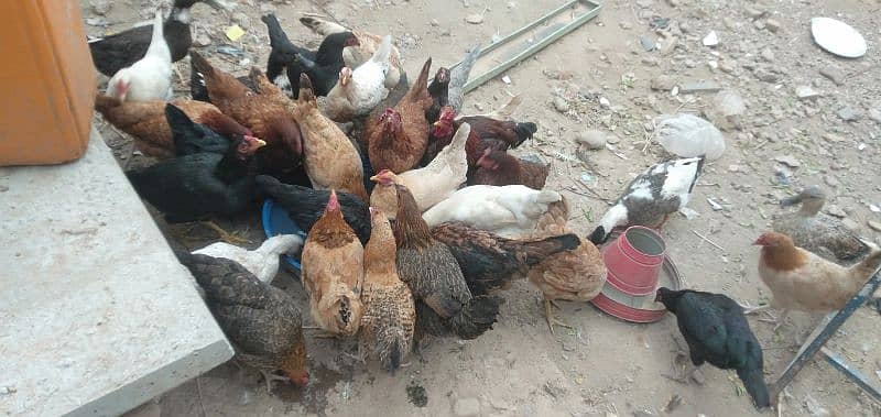 Egg Laying Hens For Urgent Sale Rs 1500 per pcs 1