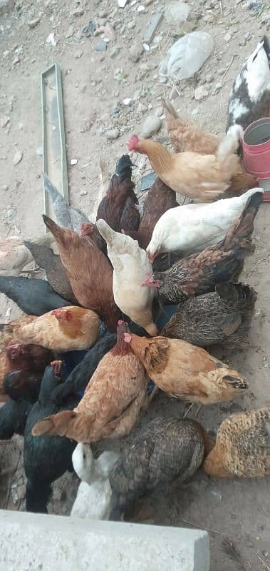 Egg Laying Hens For Urgent Sale Rs 1500 per pcs 2