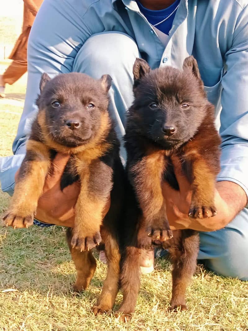 German shepherd puppies / german shepherd /puppy 0