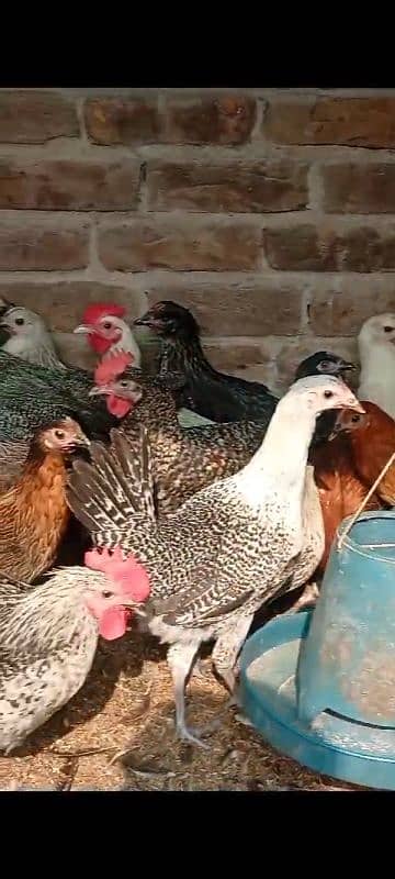 Golden misri hens murgia LOW PRICE 0