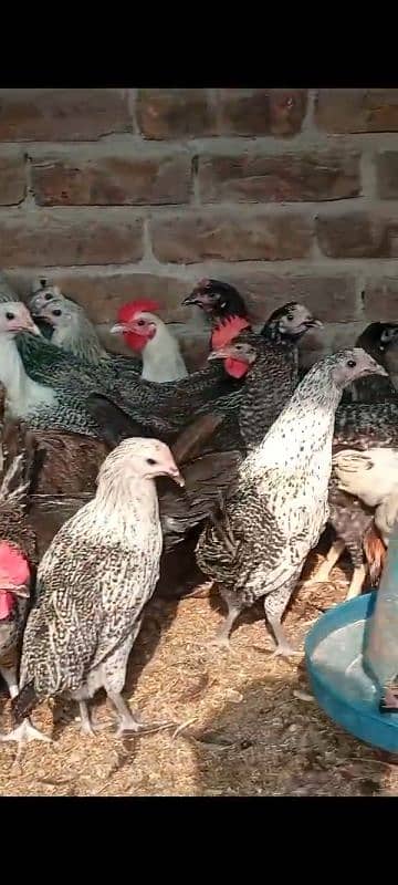 Golden misri hens murgia LOW PRICE 1