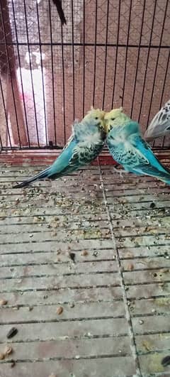 Hogoromo breeder Pair for sale