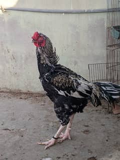 HIGH QUALITY : BALCK JAVA ASEEL . PURE PUNJAB BREED