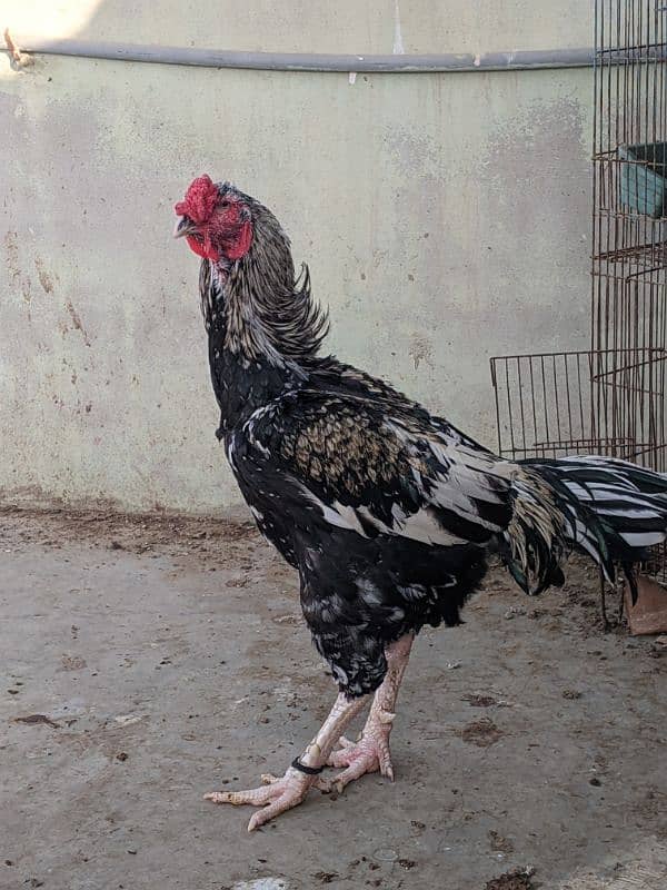 HIGH QUALITY : BALCK JAVA ASEEL . PURE PUNJAB BREED 0