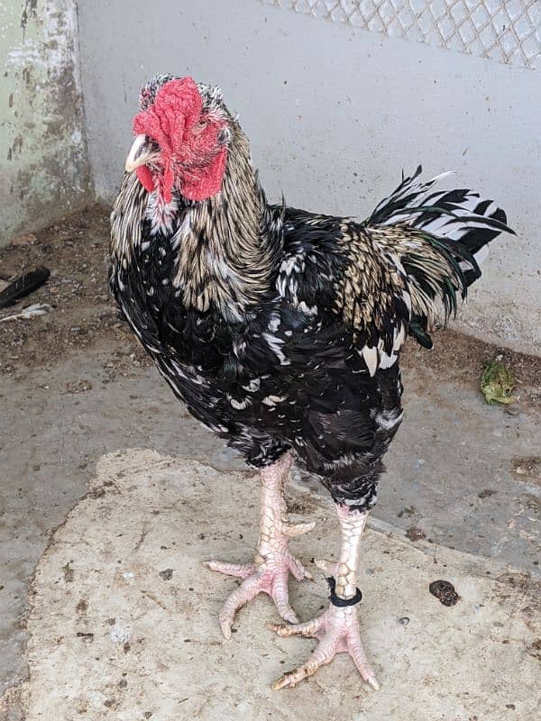 HIGH QUALITY : BALCK JAVA ASEEL . PURE PUNJAB BREED 2