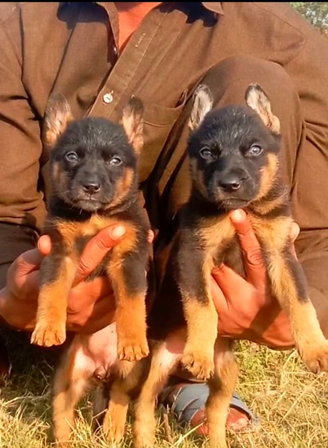 German shepherd puppies for sale / puppy / GSD pup / german shepherd 0