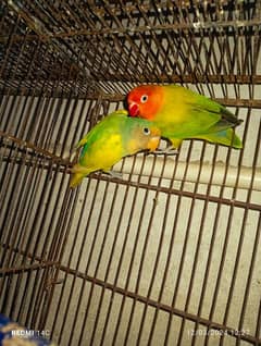 yellow pied love bird female x green opline male