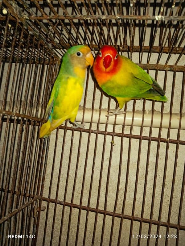 yellow pied love bird female x green opline male 1