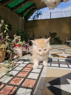 Persian kittens for sale male and female