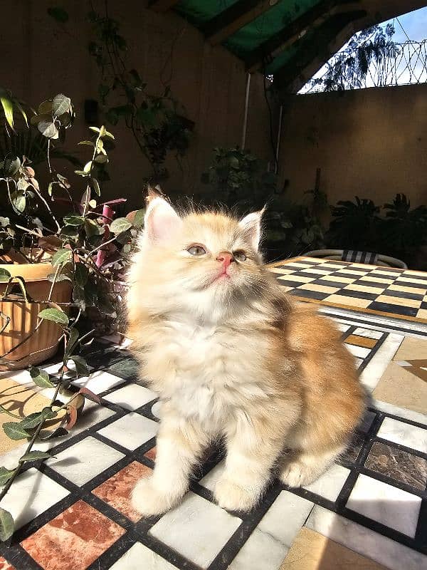 Persian kittens for sale male and female 1