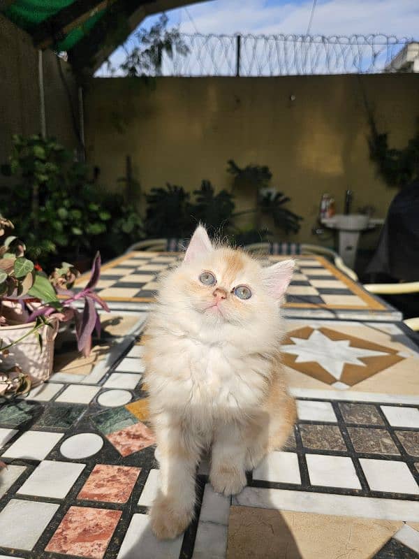 Persian kittens for sale male and female 2