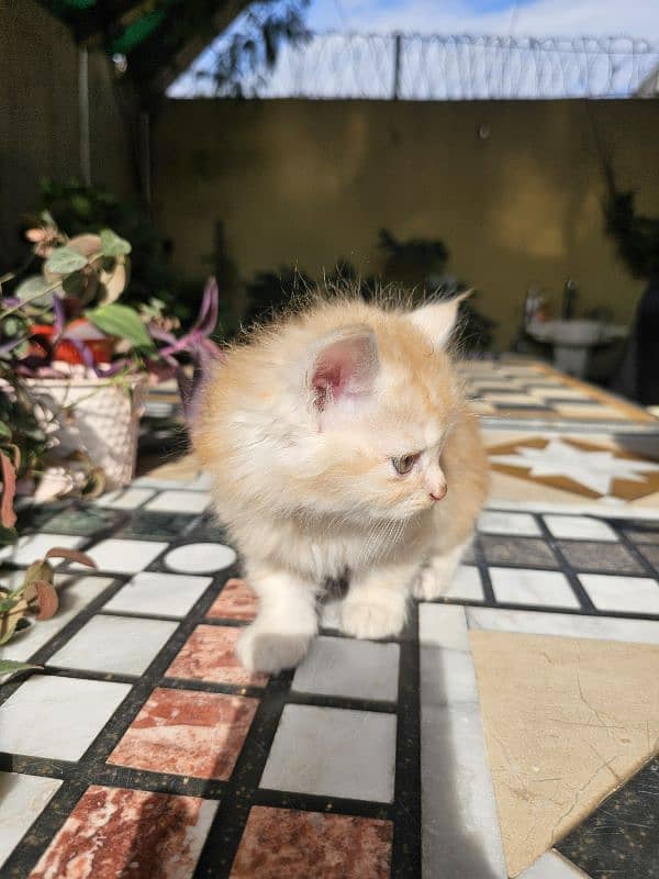 Persian kittens for sale male and female 3