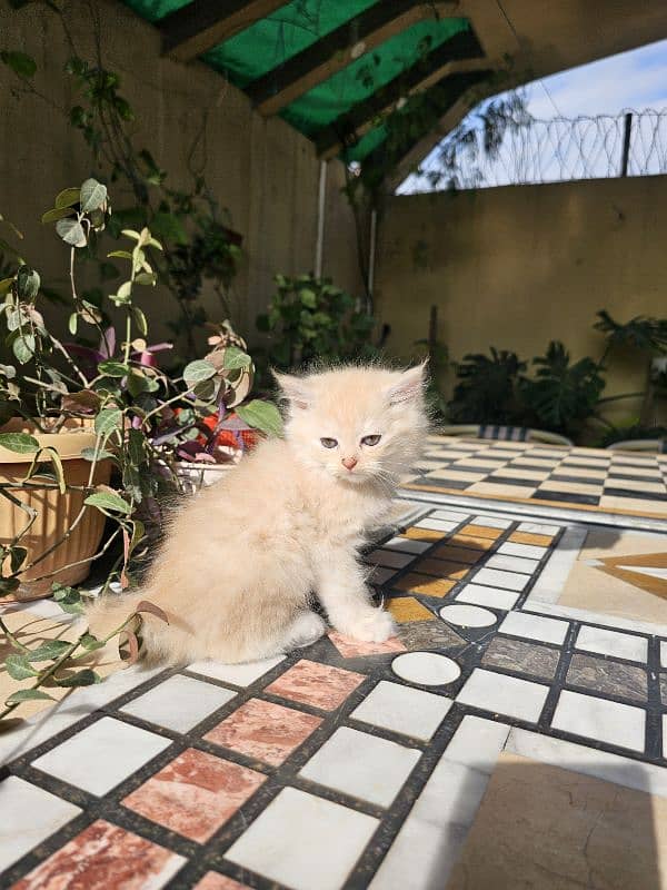 Persian kittens for sale male and female 4