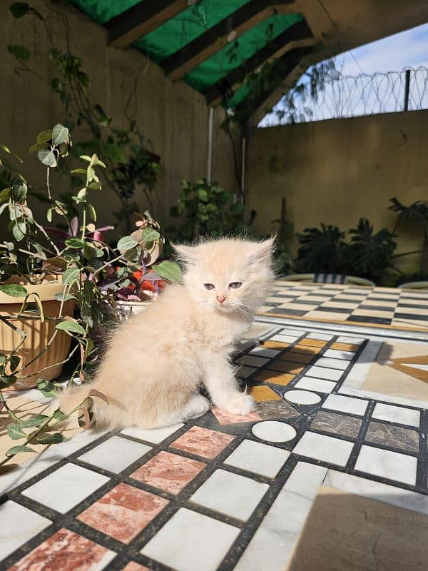 Persian kittens for sale male and female 5