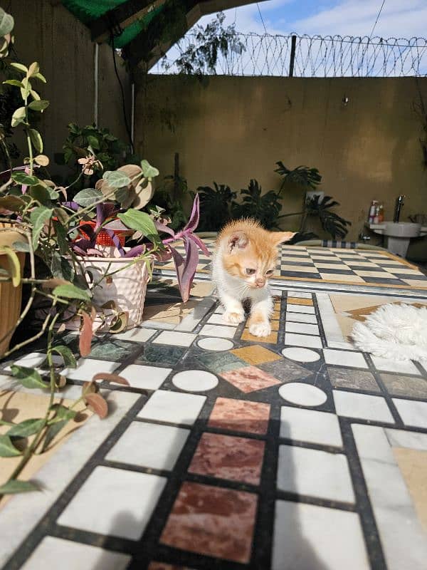 Persian kittens for sale male and female 6