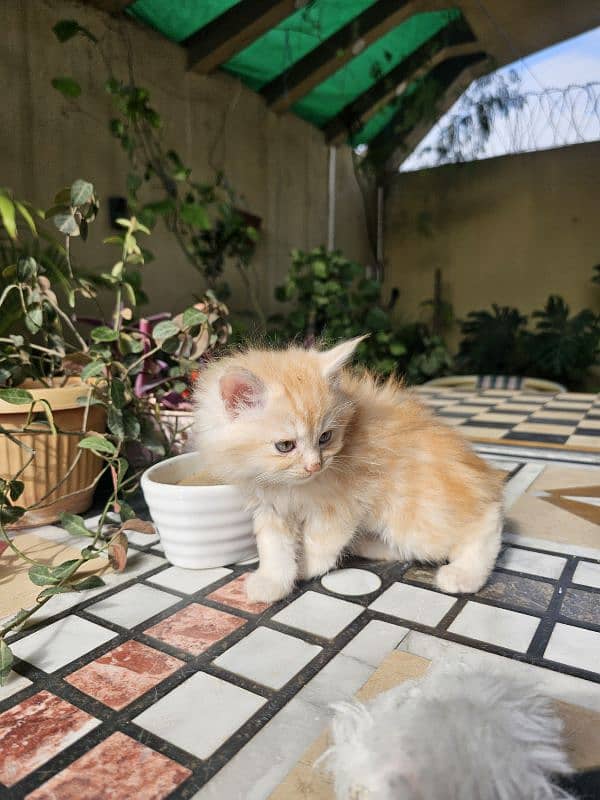 Persian kittens for sale male and female 10