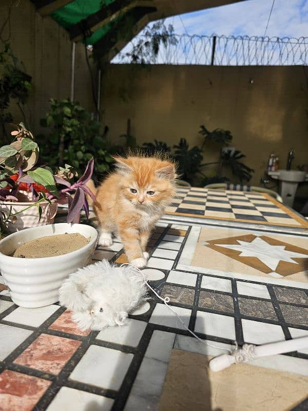 Persian kittens for sale male and female 12