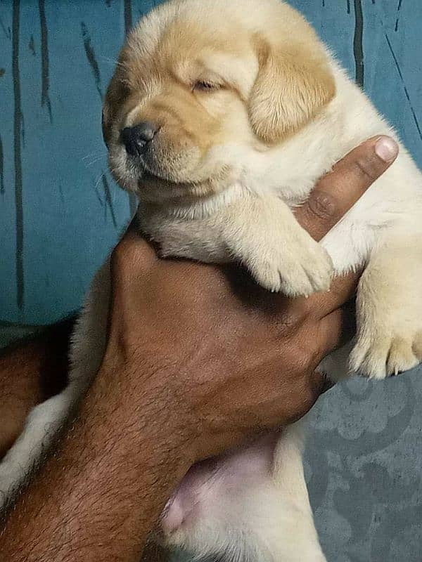 Labrador puppies pedgri microchip 5