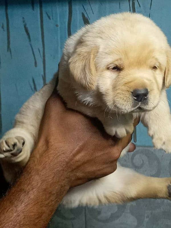 Labrador puppies pedgri microchip 6