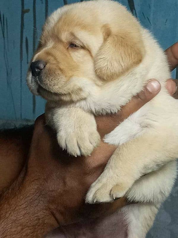 Labrador puppies pedgri microchip 7