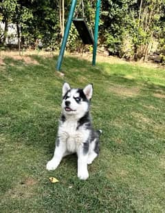 SIBERIAN HUSKY PUPPY