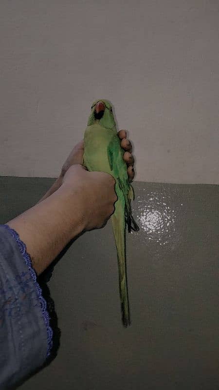 full hand tame final payment 5000 and cage bhi 1500 ka 0