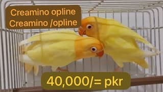 lovebird / Creamino opline x crimino/opline . Palfellow /albino/bird