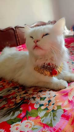 persion cat for sale 5.6baby delivered krti hy 0314.4965330