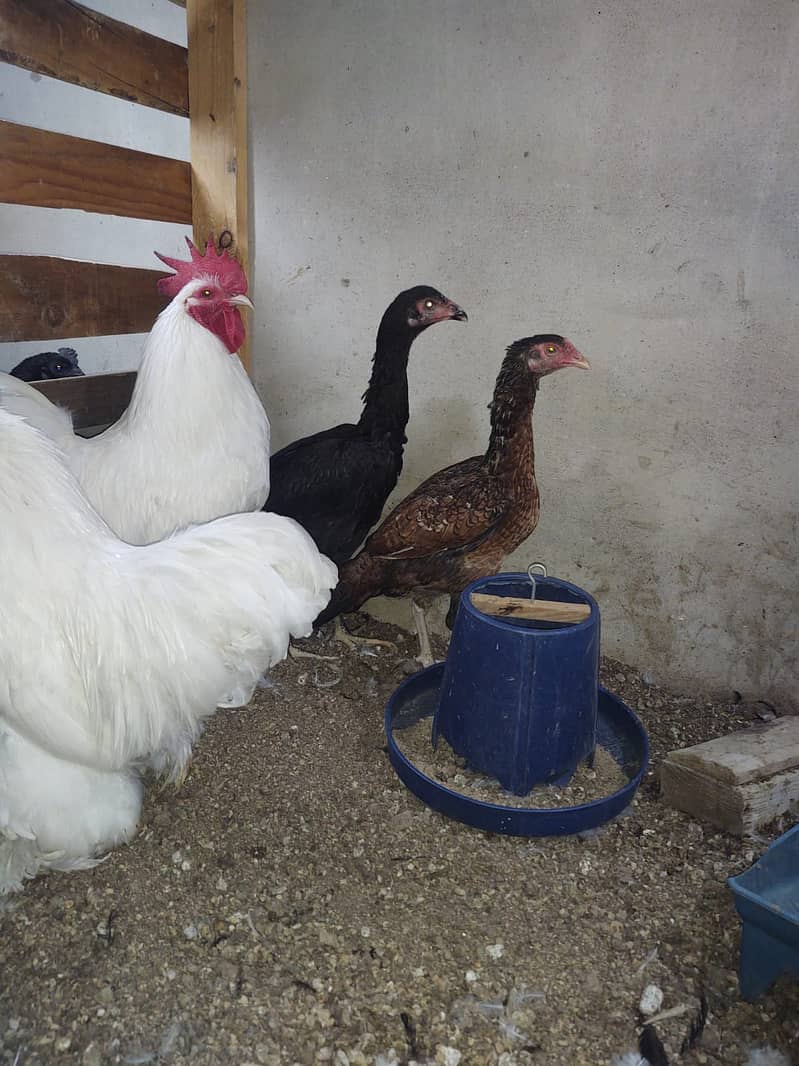 SALE FOR FEMALE ASEEL CROSS SHAAMO 2