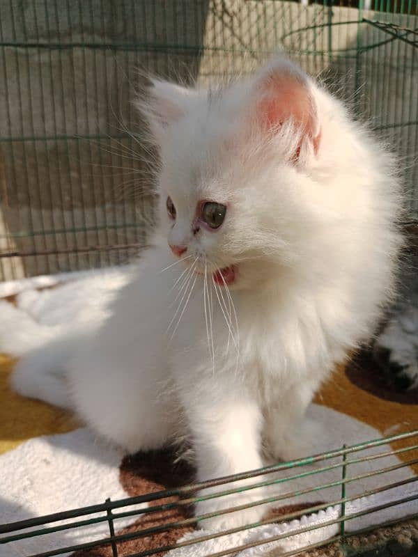 Persian cat for sale 0