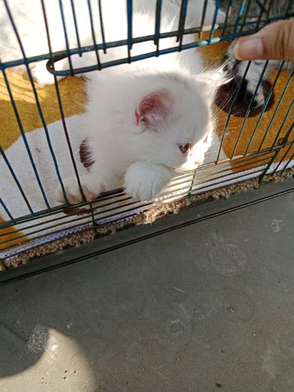 Persian cat for sale 1