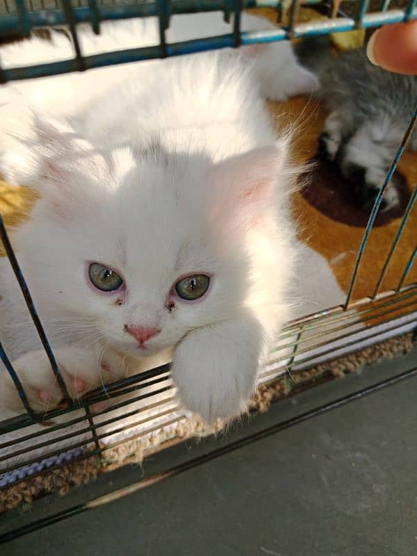 Persian cat for sale 2