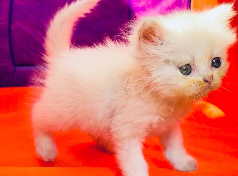 Pure Persian Adorable Kitten Available 0