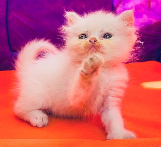 Pure Persian Adorable Kitten Available 1