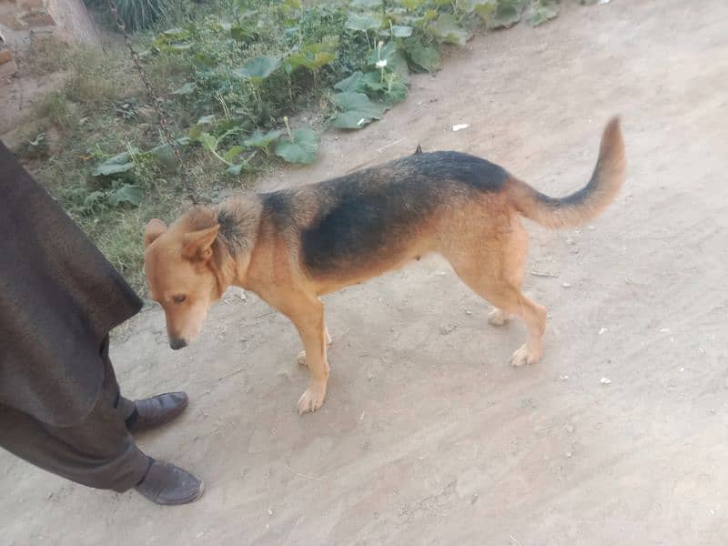 Belgian shepherd with baby for sale 0