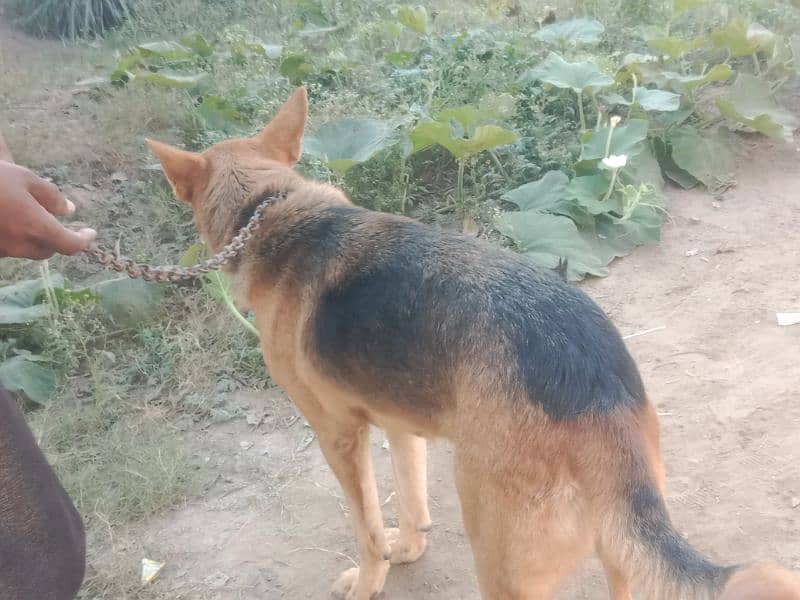 Belgian shepherd with baby for sale 2