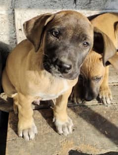 Top blood line Pitbull paps for sale 03244435195