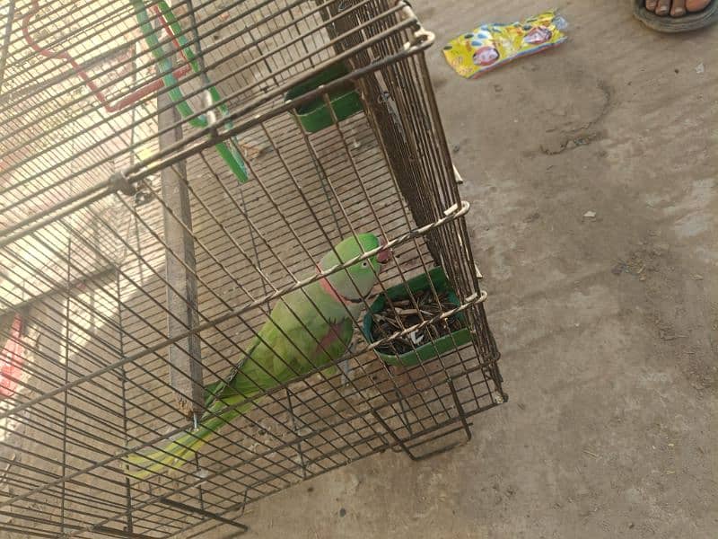 Raw parrot for sale 0