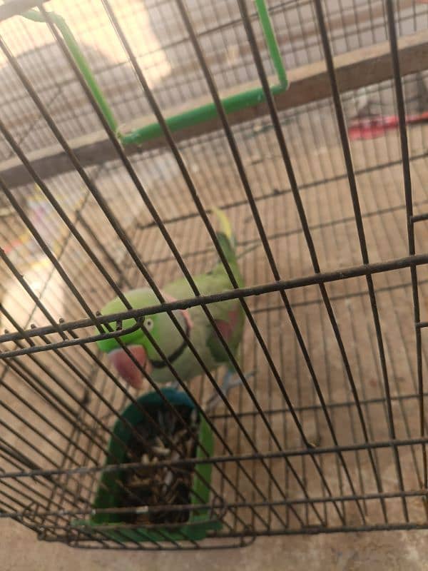 Raw parrot for sale 1