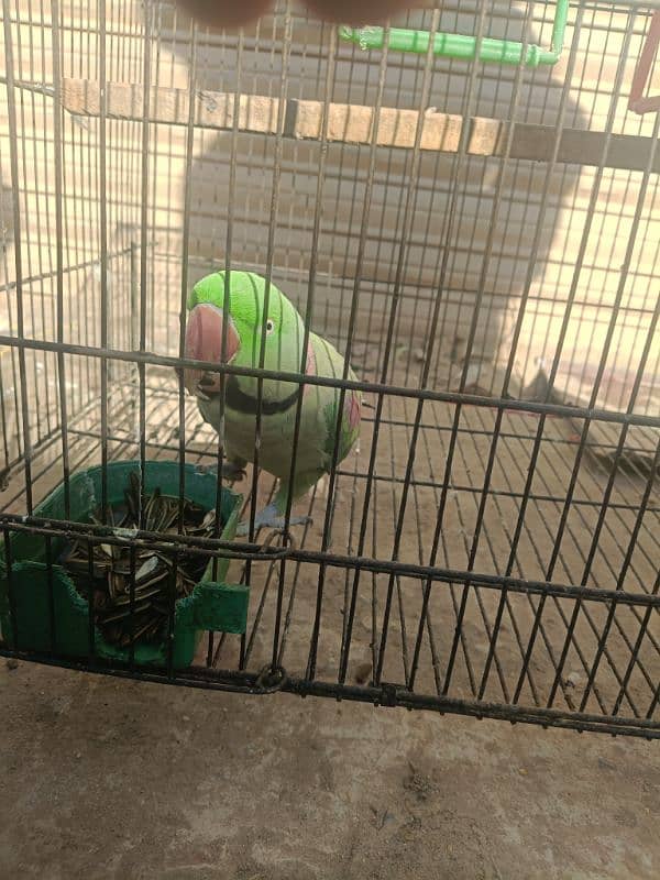 Raw parrot for sale 2