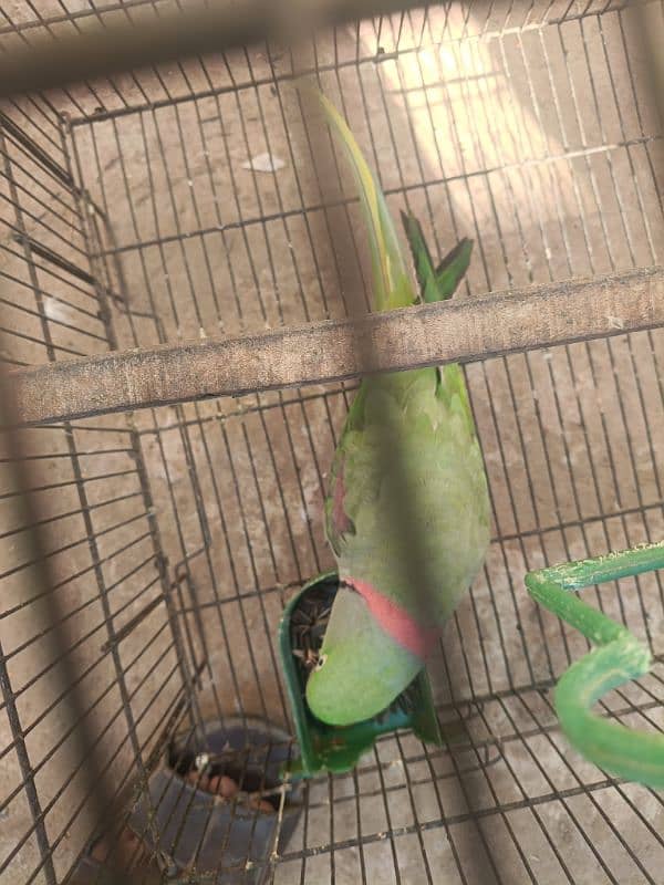 Raw parrot for sale 3