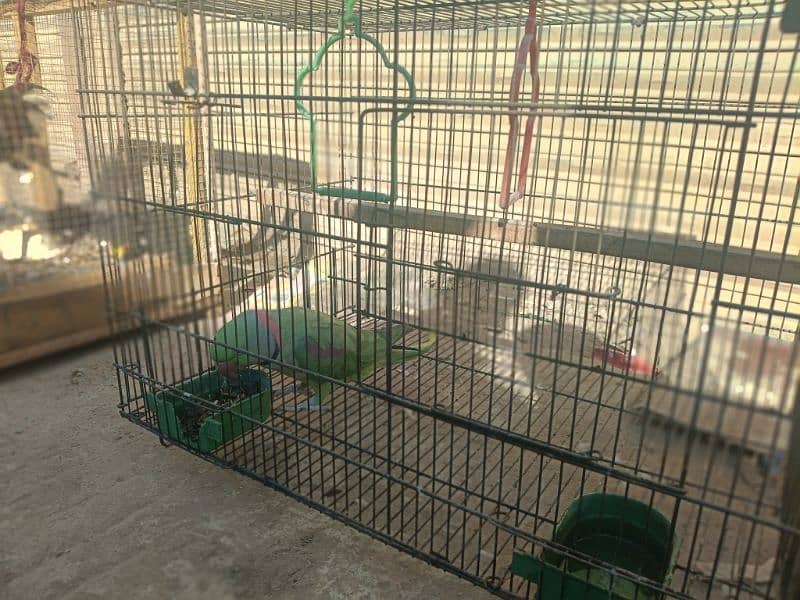 Raw parrot for sale 4