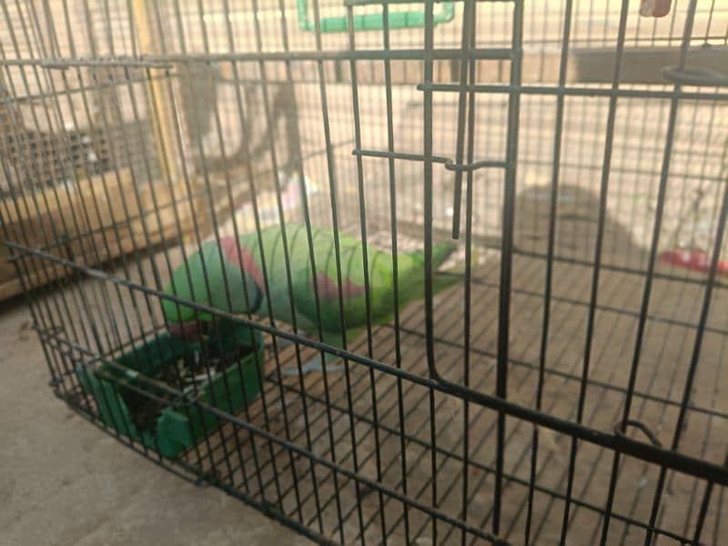 Raw parrot for sale 5