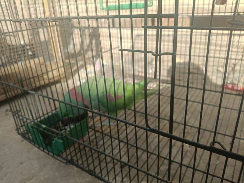 Raw parrot for sale 6