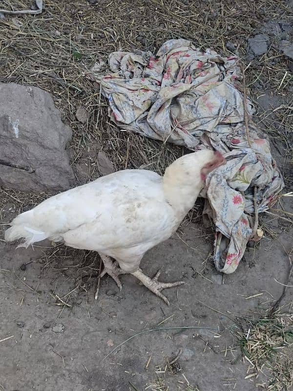 Aseel pure white Heera fresh fertile eggs for sell 0