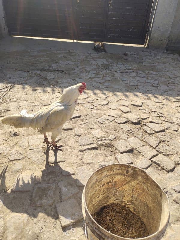 Aseel pure white Heera fresh fertile eggs for sell 3