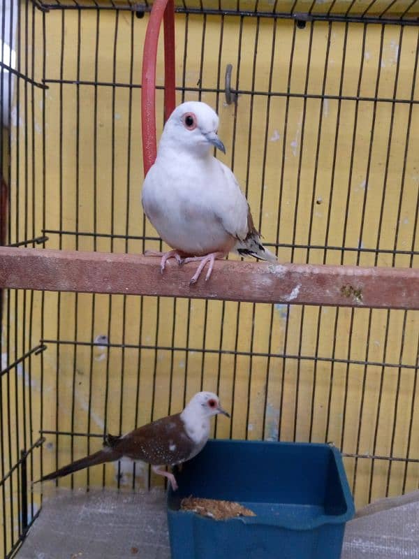 Pied Dove Breeder Pair Available 0