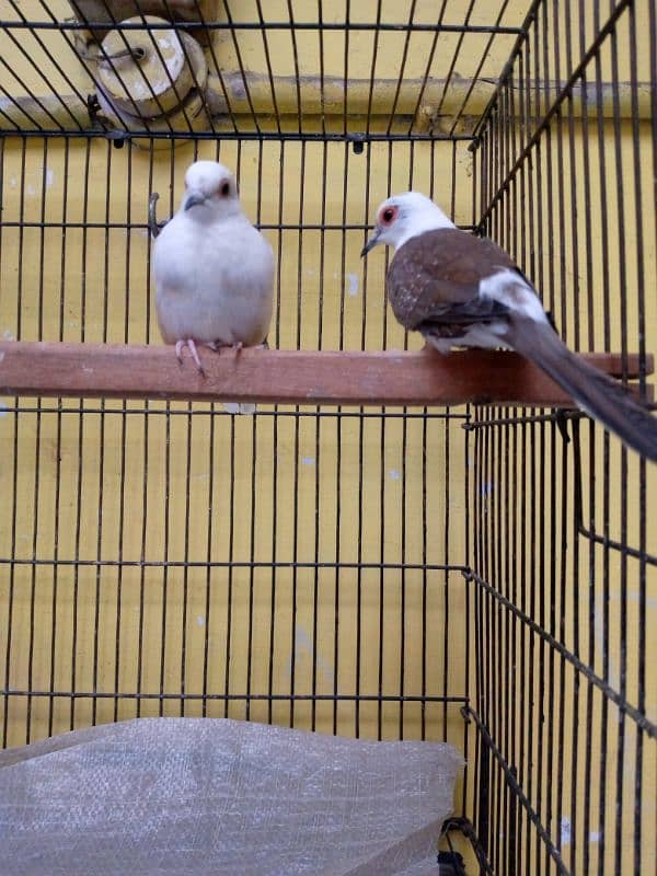 Pied Dove Breeder Pair Available 1