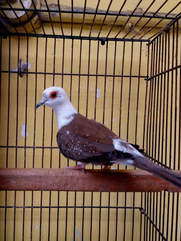 Pied Dove Breeder Pair Available 2