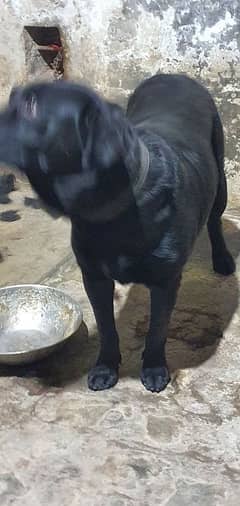 Black Labrador Female